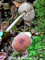 Pluteus thomsonii-amf1484